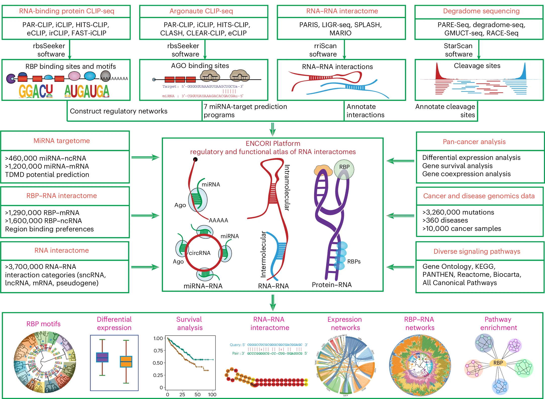 ENCORI RNA interactome workflow